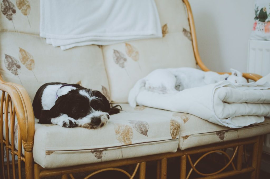 Casa vacanze pet friendly a Viterbo